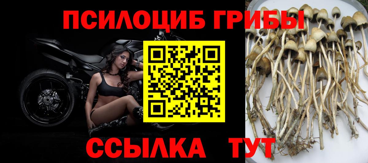 Галлюциногенные грибы Psilocybine cubensis Керчь